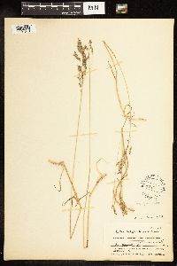 Poa secunda image