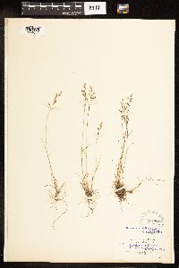 Poa secunda image