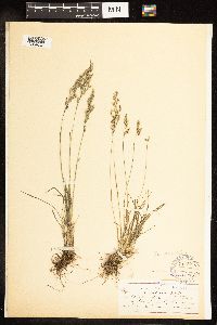 Poa secunda image