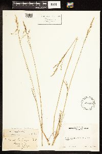 Poa secunda image