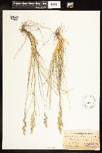 Poa secunda image