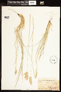 Poa secunda image
