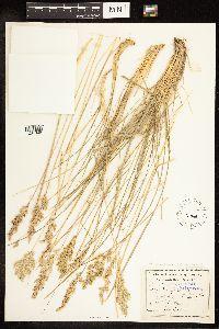 Poa secunda image
