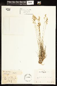 Poa secunda image