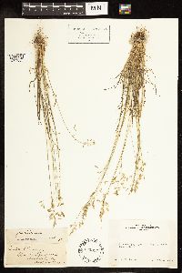 Poa secunda subsp. secunda image