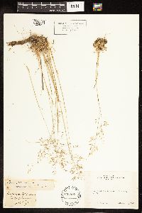 Poa secunda image