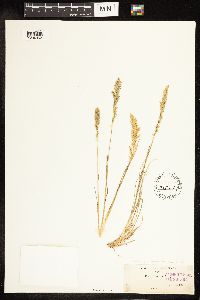 Poa secunda image