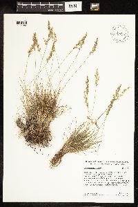 Poa secunda image