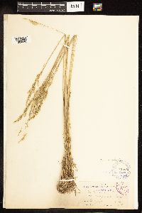 Poa secunda image