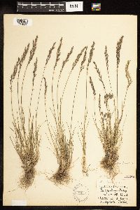 Poa secunda image