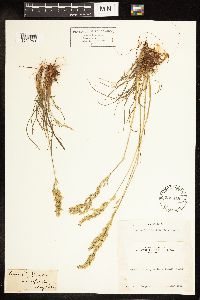 Poa secunda image