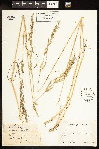 Poa secunda image