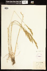 Poa secunda image