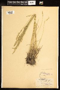 Poa secunda image