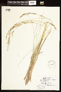 Poa secunda image