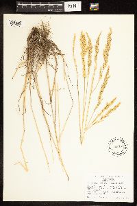 Poa secunda image