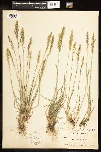 Poa secunda image