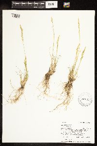 Poa secunda image