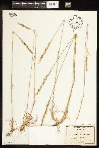Poa secunda image