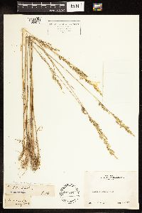 Poa secunda image