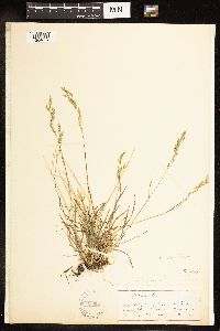 Poa secunda image