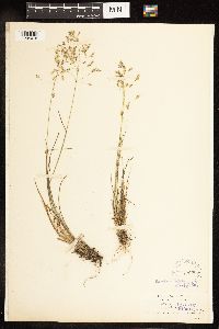 Poa secunda image