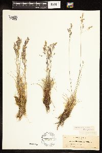 Poa secunda image