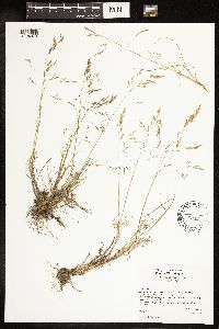 Poa secunda image
