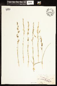 Poa secunda image