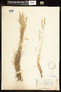 Poa secunda image