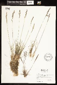 Poa secunda image