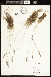 Poa secunda image