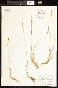 Poa secunda image