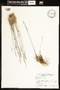 Poa secunda image