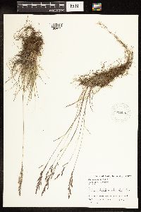 Poa secunda image