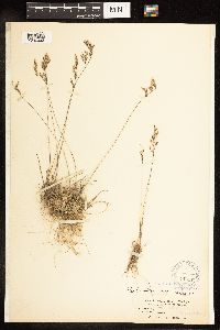 Poa secunda image
