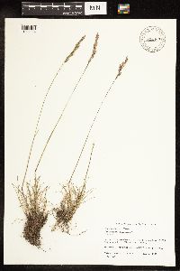 Poa secunda image