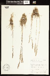 Poa secunda image