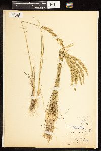 Poa secunda image