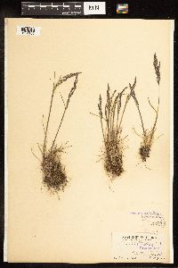 Poa secunda image