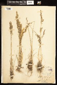 Poa secunda image