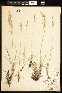 Poa secunda image