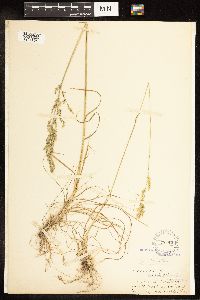 thumbnail image of current specimen