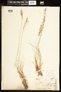 Thumbnail image of current specimen