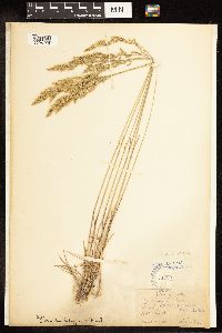 thumbnail image of current specimen