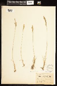 thumbnail image of current specimen