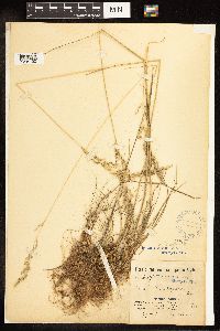 thumbnail image of current specimen