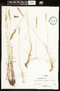 thumbnail image of current specimen