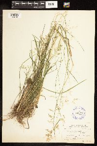 Poa sylvestris image