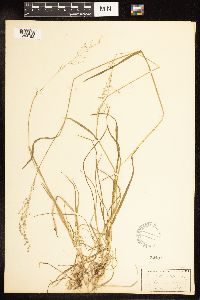 Poa sylvestris image
